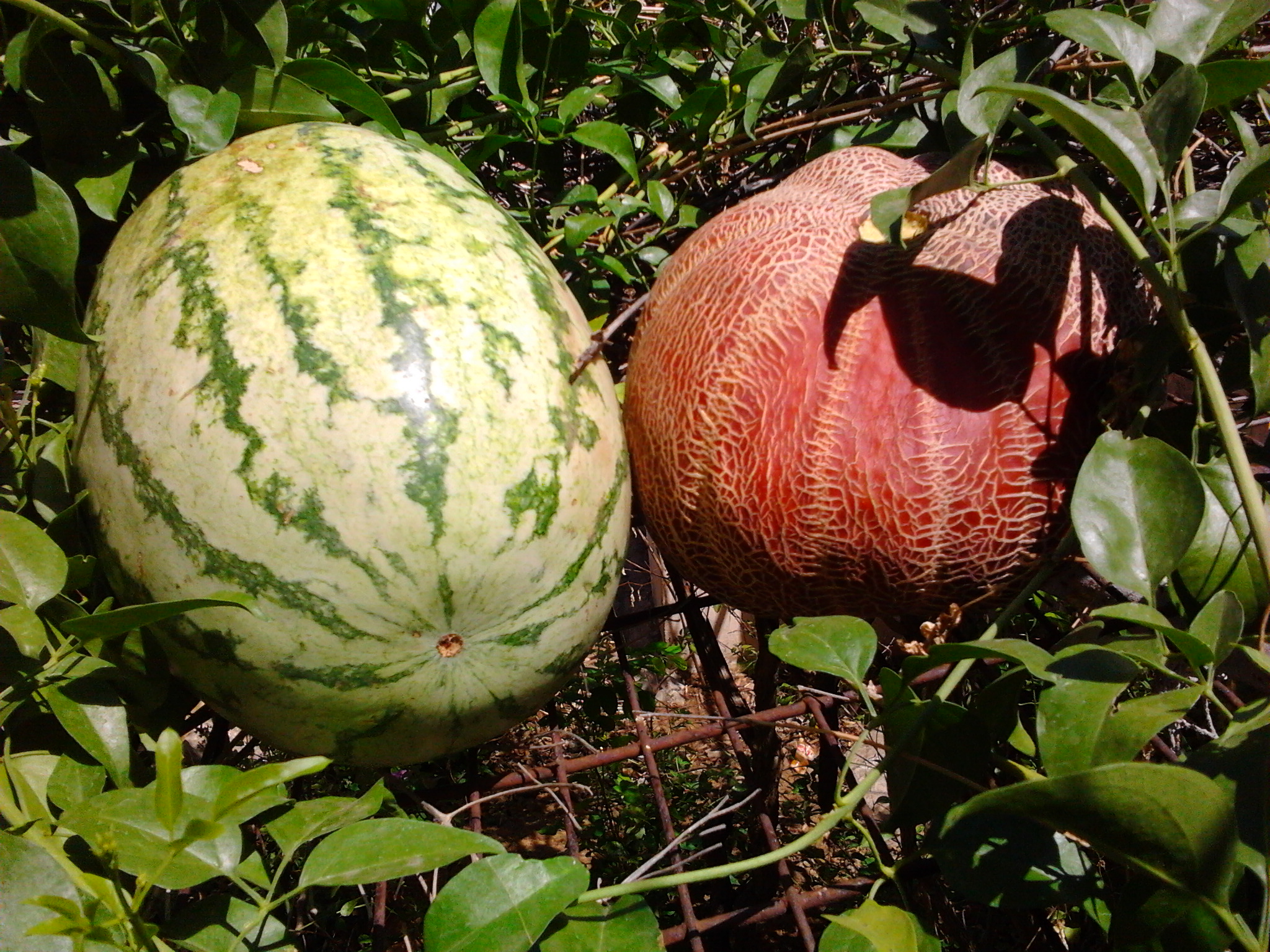 melons growing in las vegas heat