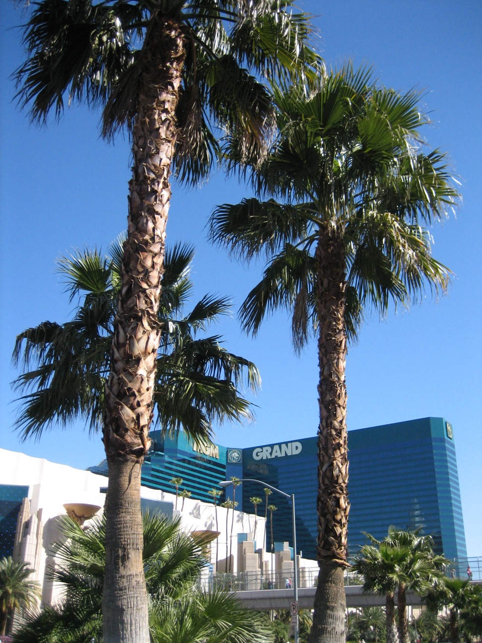 palm trees on Las Vegas strip