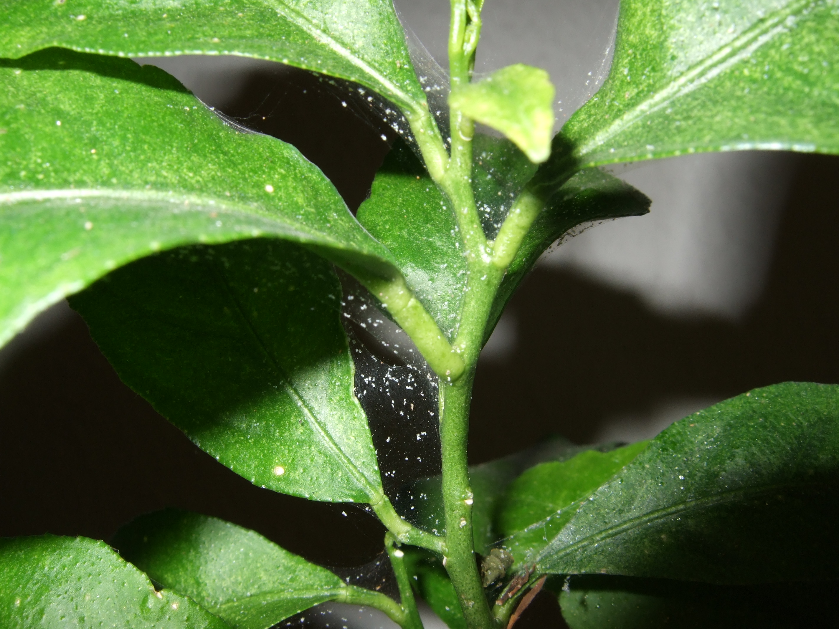 spider mite eating plant