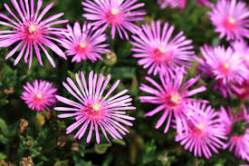 ice plants get planted in april for las vegas landscaping