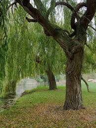 plant willow trees in las vegas landscaping