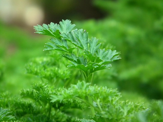 parsley close up