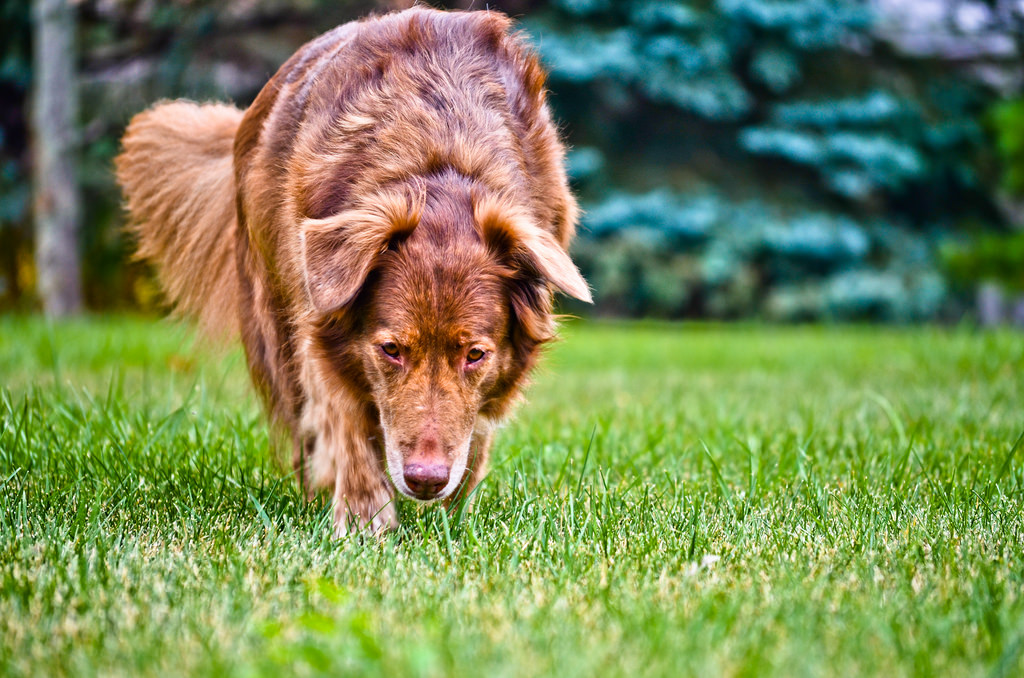 dog in yard with landscaping
